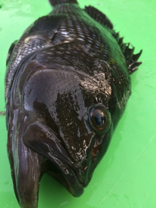 beautiful blackfish C 2015 todd corayer